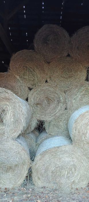 siano 2025 r siano 2025 r