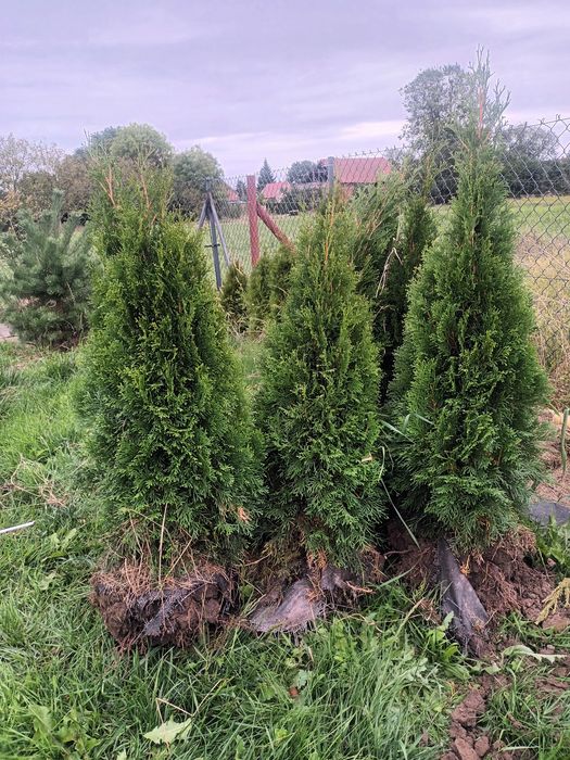 Thuja Szmaragd   90-110cm