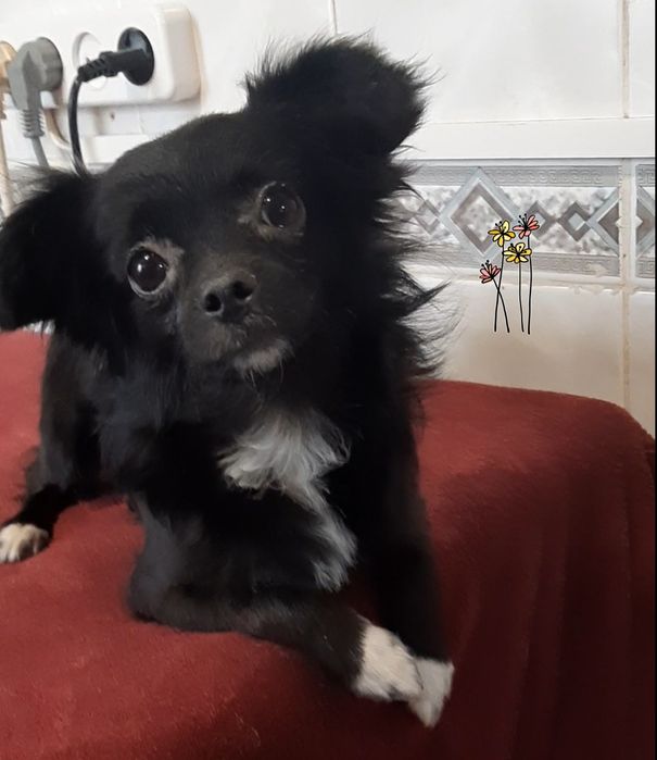 Мальчик чихуахуа. Возраст 1 год. Вес 2,5 кг.