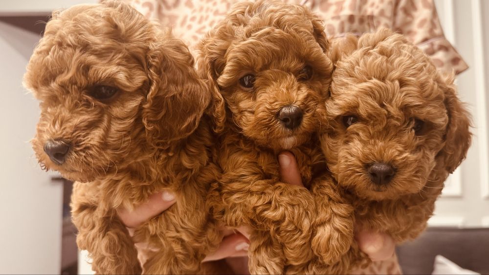 Мальтипу F2.