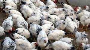 Продам інкубаційне яйце від курей Мастер Грей