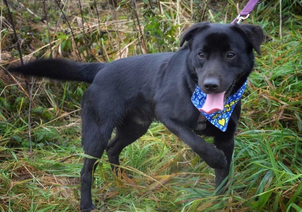 Nero - radosny psi brunecik szuka nowej rodziny! :)