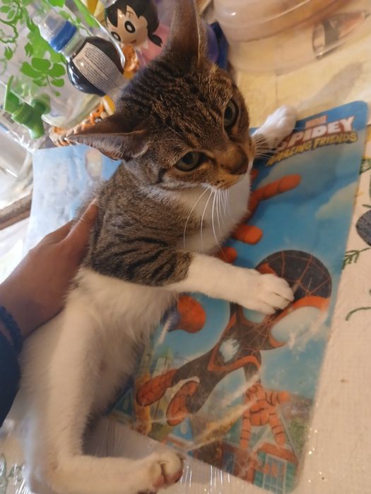 Pretendo doar a minha gata