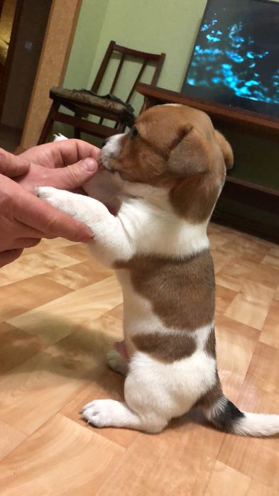 Джек расел терьер вязка