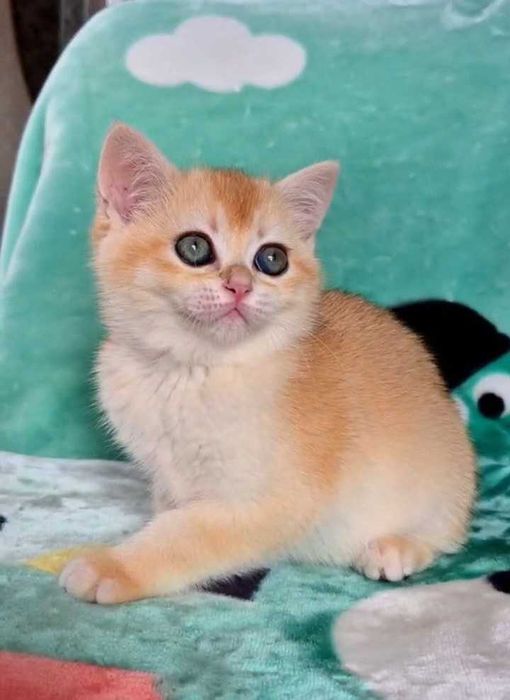 Шотландские котята (ЗОЛОТАЯ ШИНШИЛЛА)