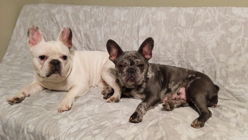 Щенята  Французского Бульдога