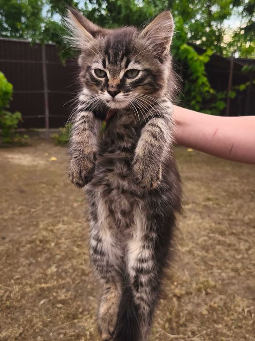 Маленький котик в добрі руки