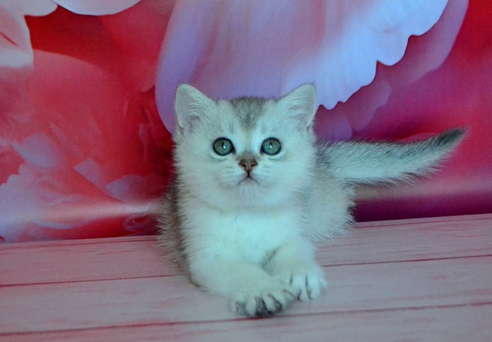 Срiблястi шиншили суперови