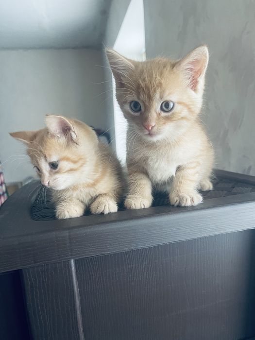 Котики шукають родину