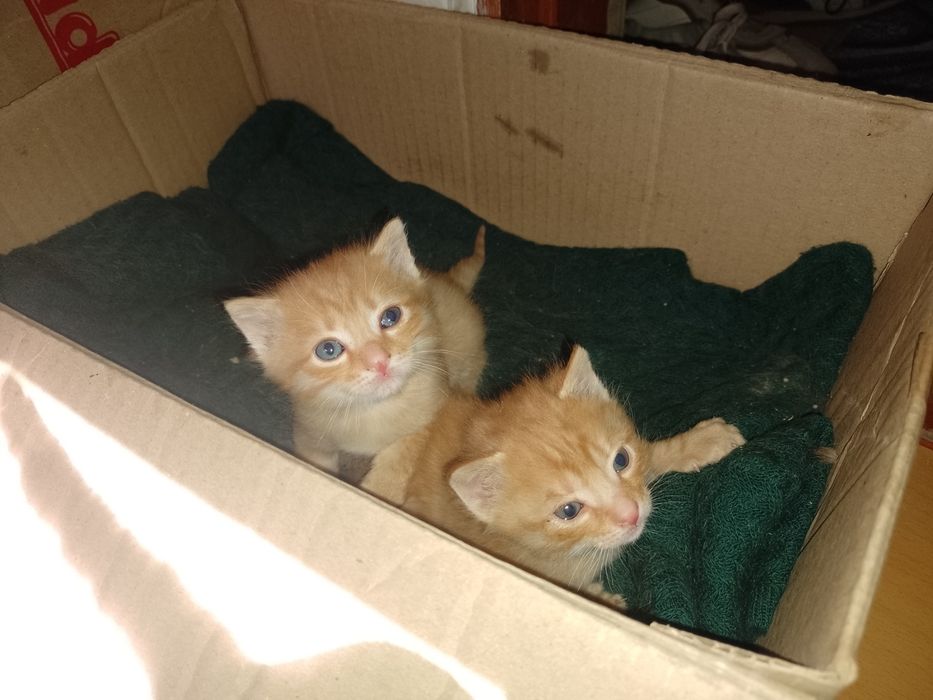 Отдам котёнка в заботливые руки .