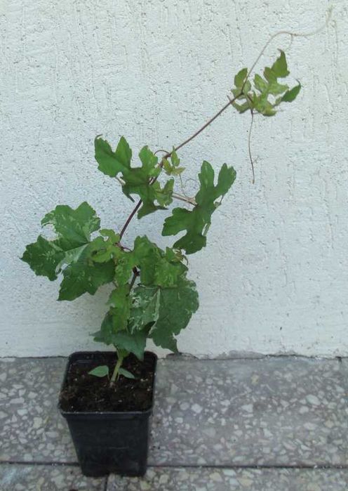 WINNIK ZMIENNY ELEGANS - sadzonki w doniczkach