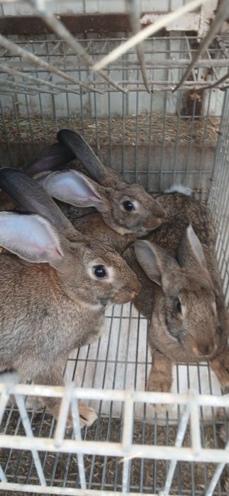 Coelhos caseiros