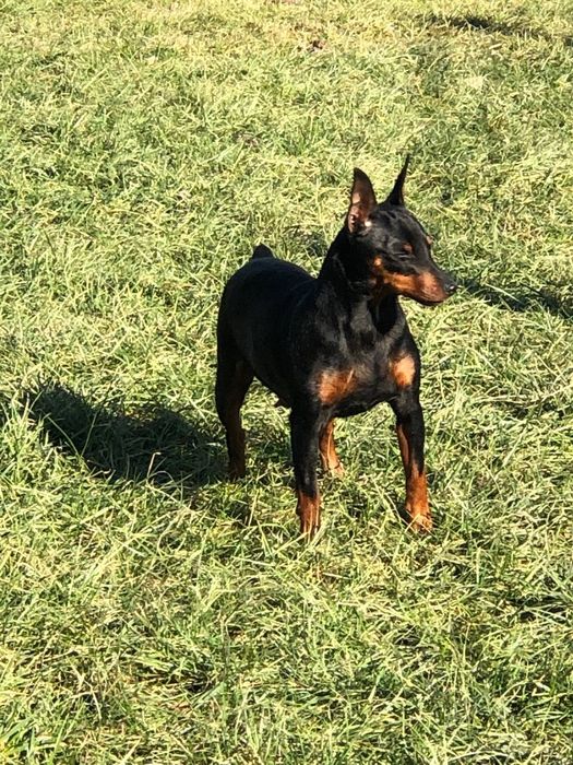 Цвергпінчер ,міні пінчер,міні доберман ,