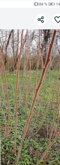 Сумах, оцтове дерево, оленячорогий садженець