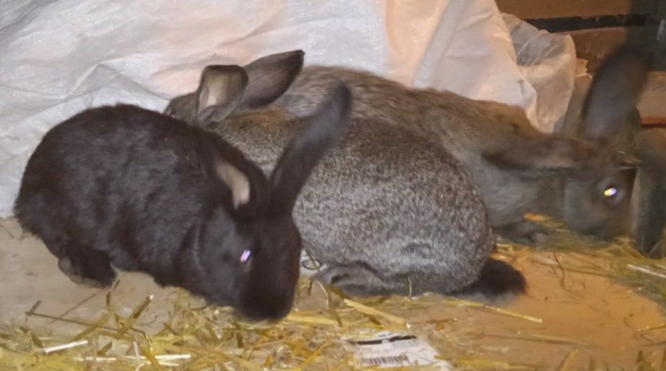 Króliki 3kg do dalszej hodowli