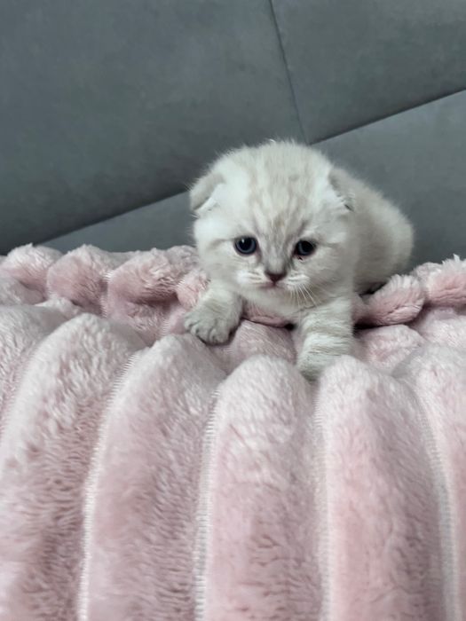 Шотландські висловухі кошенята котики