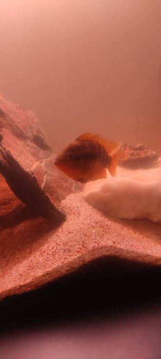 Aquário de água quente