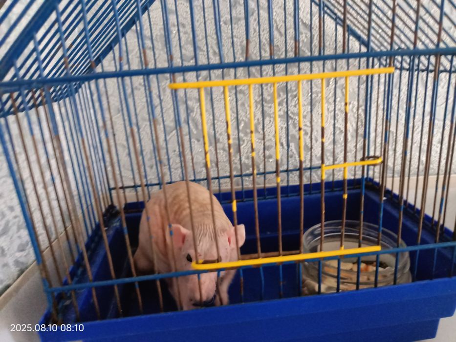 Сфінкс криска з кліткою