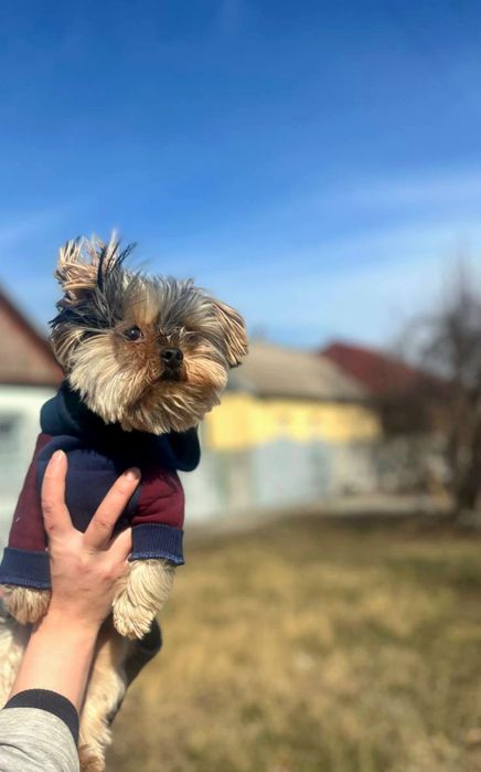 Вязка минни-Йорка