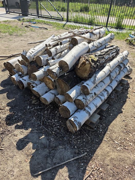 Suche drewno kominkowe brzoza wałki. Roczne. Koło 1,6 mp