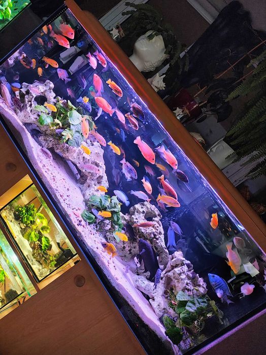 Saulosi Aulonocara Sciaenochromis Fryeri  Pyszczaki Malawi