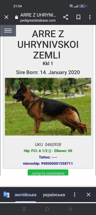 Кобель для в'язки