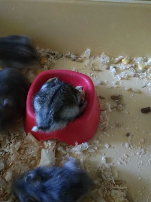 Джунгарский хомяк