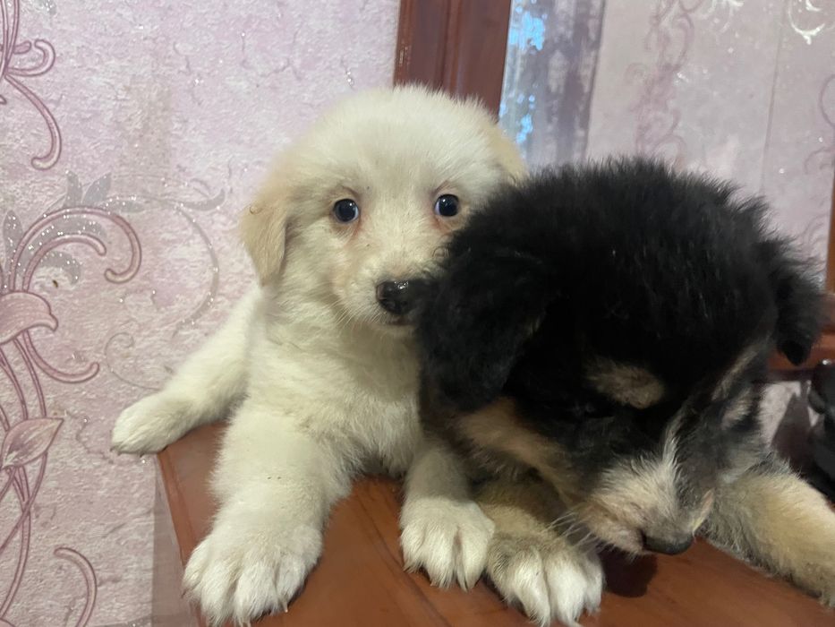 Віддам цуценят 2 дівчинки