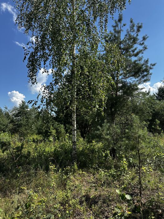 Продаж бізнесу в сосновому лісі села Козлин
