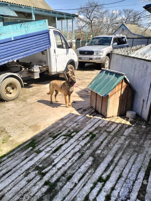 Продам  собаку малинуа