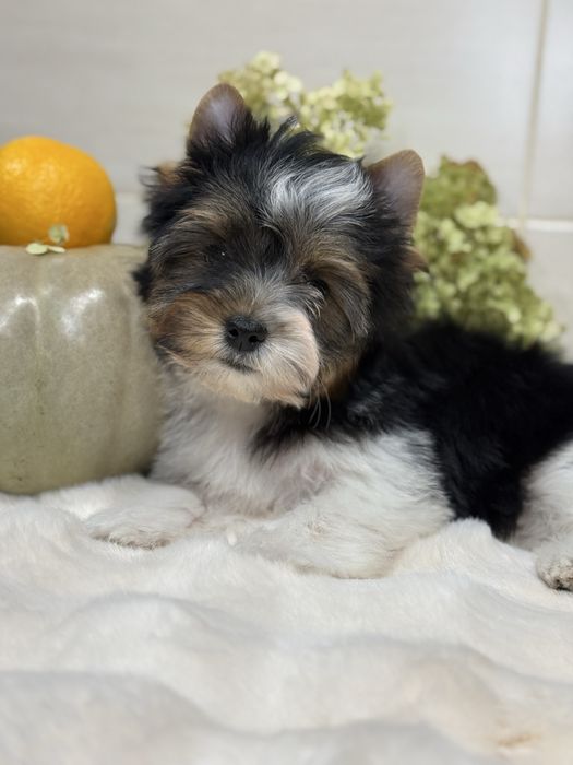 Хлопчик бівер, з документами. Кольровий йорк