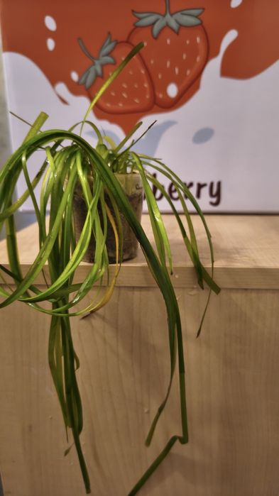 Roślinki akwariowe ,,Nurzaniec''