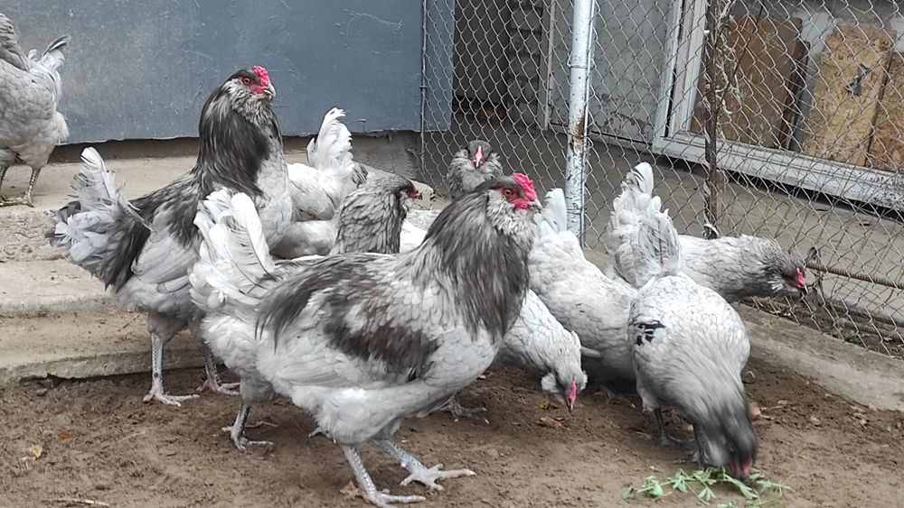 Інкубаційні яйця амераукан, амераукани, амераукана