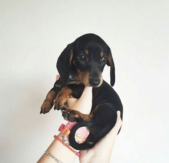 Чорно-підпалі крихітки, які дарують щастя