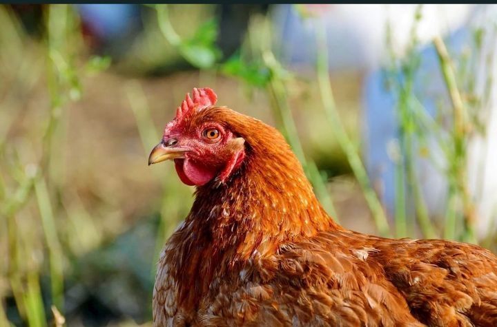 Кури несучки річні Легорн та Ломан Браун