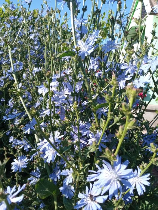 Лекарственные травы ...цветы ,травы для чая