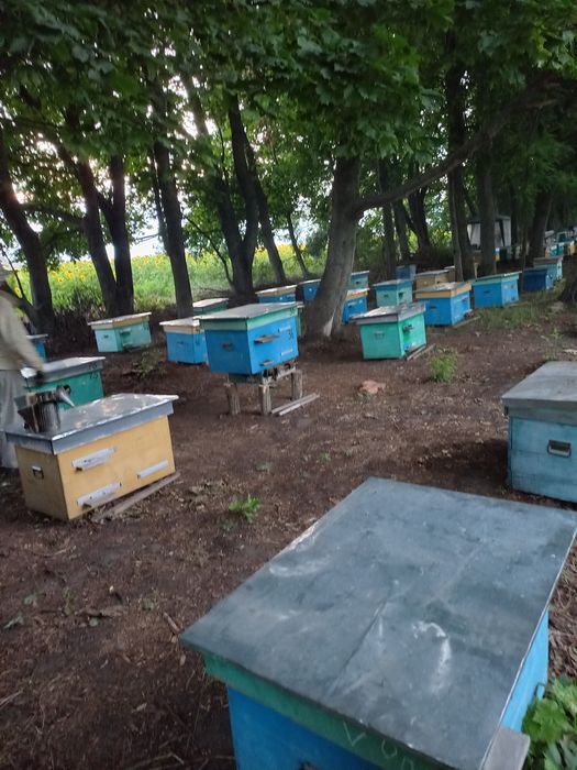 Продам пчёлопакеты.