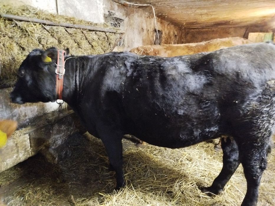 Sprzedam jałówkę zacieloną