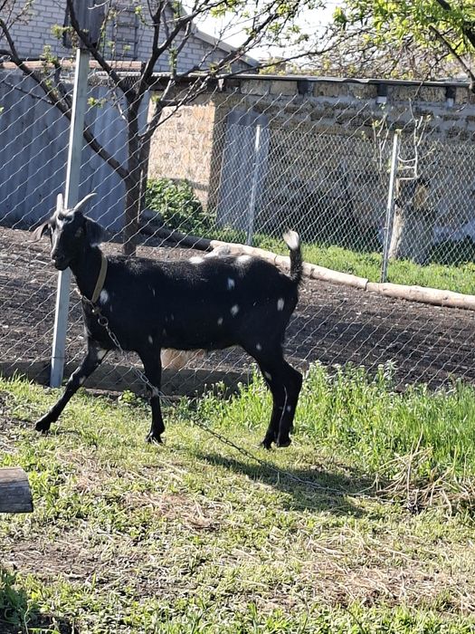 Продам молоду козу