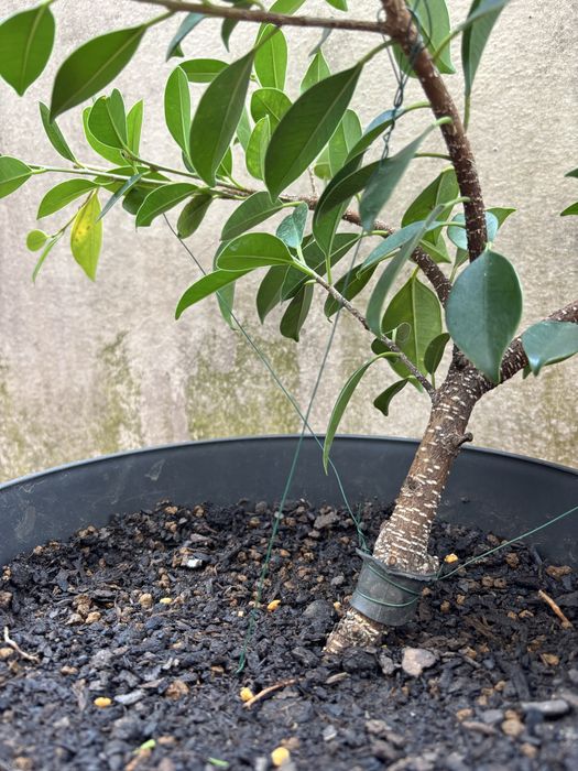 Pré-Bonsai Ficus Microcarpa