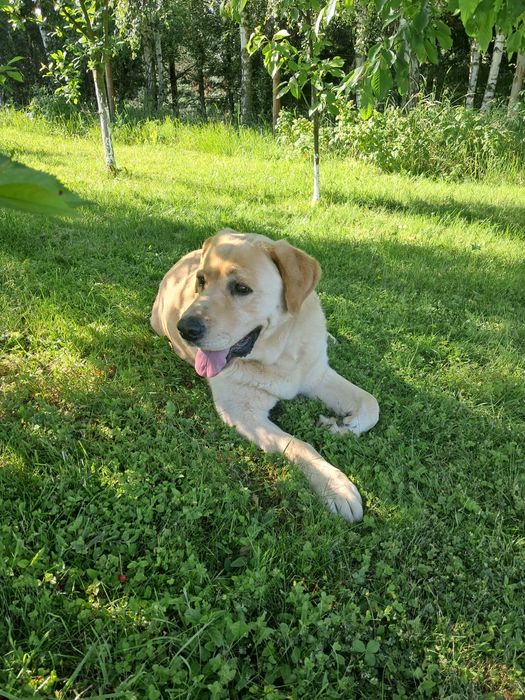 Reproduktor labrador retriever
