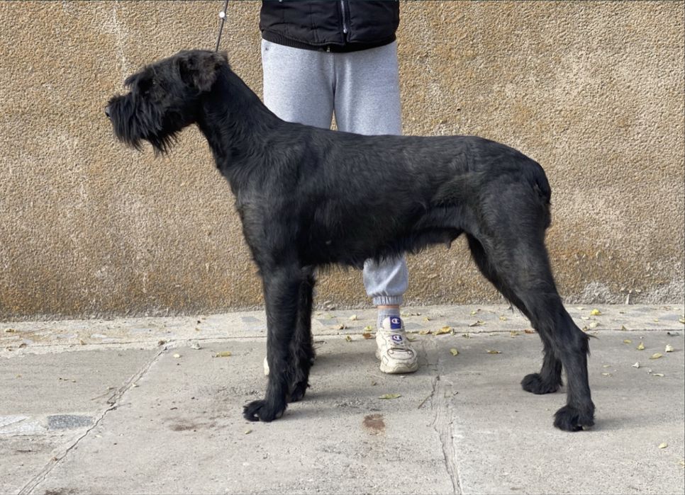 До продажу пропонуються цуценята породи Різеншнауцер