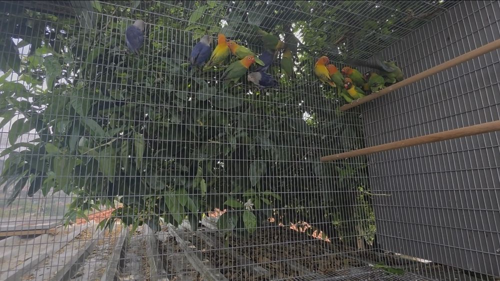 Agapornis fischeri e personatas
