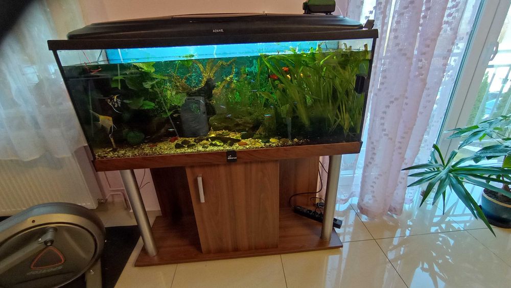 Akwarium 220l z szafką i naturą w bardzo dobrym stanie.