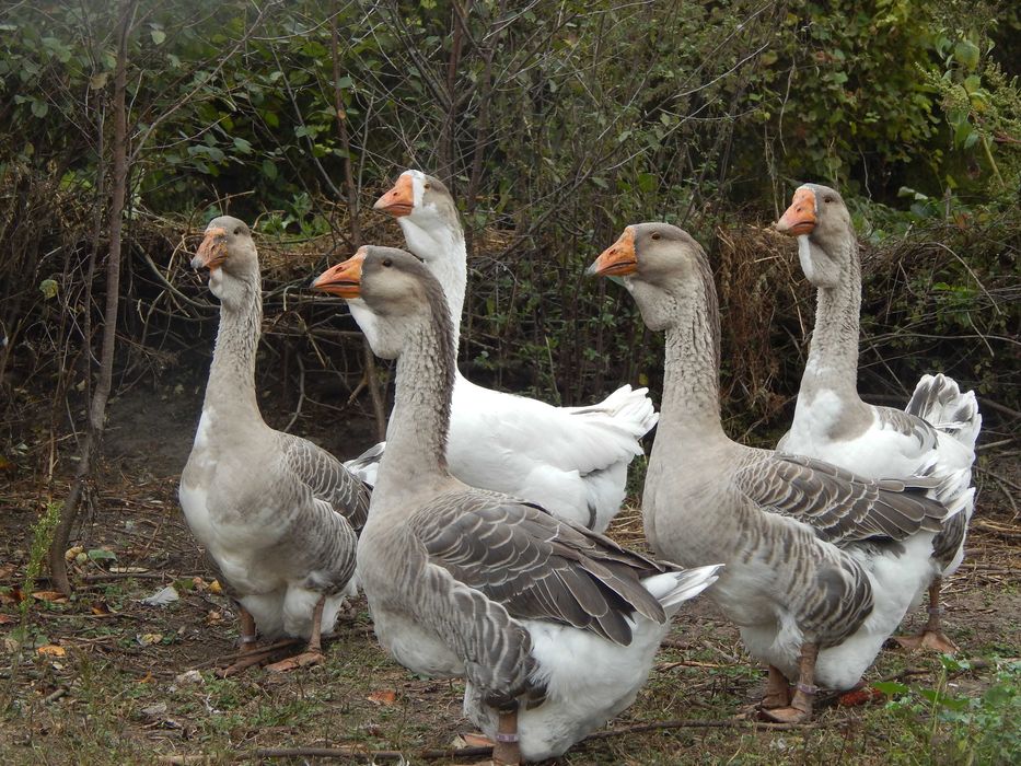 Гуси холмогори. Холмогорські гуси