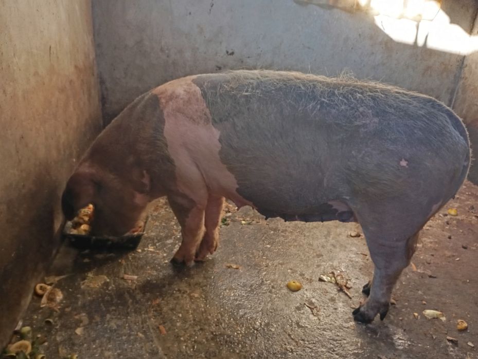 Porca bisara 2 anos
