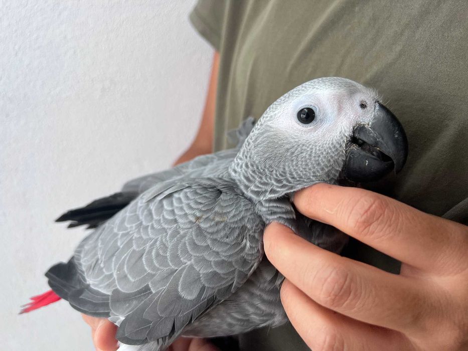 Papagaio cinzento