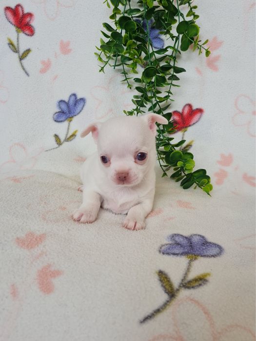 Excelente mini menina Chihuahua/Chiuaua LinhagemRussa de Qualidade