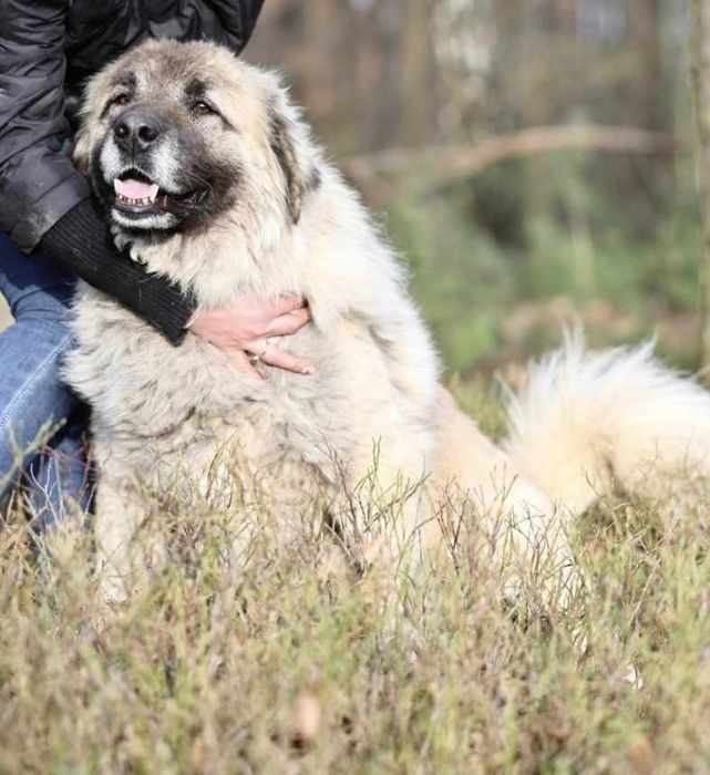 Suczka okolo 5 lat
