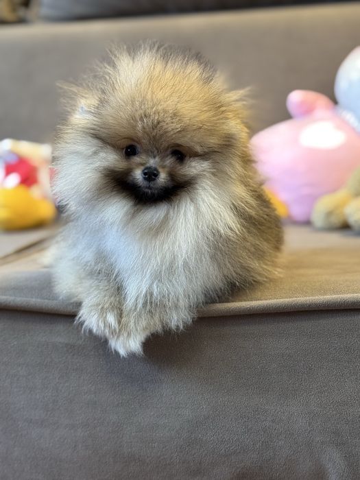 Міні Померанський Шпіц